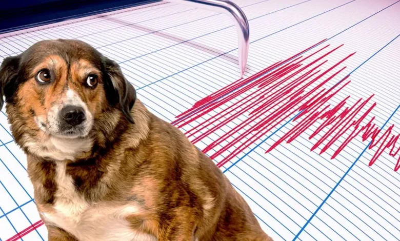 آیا زلزله توسط حیوانات و انسان ها قابل پیش بینی می باشد؟