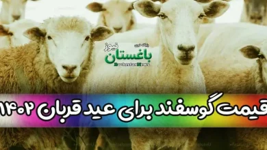 قیمت گوسفند زنده امروز برای عید قربان 1402 کیلویی چند است؟