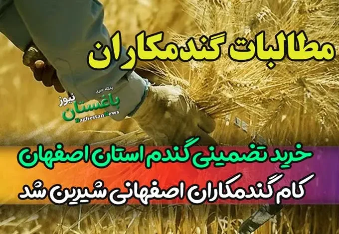 خبر جدیدی از خرید تضمینی گندم استان اصفهان / کام گندمکاران اصفهانی شیرین شد