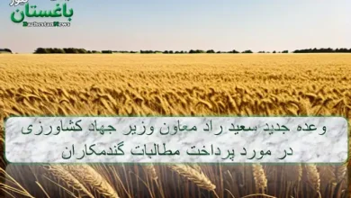 وعده جدید سعید راد معاون وزیر جهاد کشاورزی در مورد پرداخت مطالبات گندمکاران