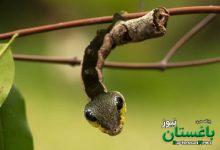 این «کرم ابریشم» ادای «مار» درمی‌آورد! | ویدئو