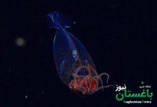 تصاویری شگفت‌انگیز از عمق ۱۷۲۹ متری اقیانوس | ویدئو