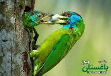 روح مادرانگی در تصاویری از حیات وحش | عکس