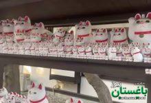 روز گربه در ژاپن | ویدئو