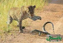 رویارویی تماشایی پلنگ و بزمجه | ویدئو