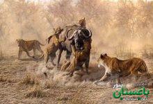 رویارویی نفس‌گیر شیرها و گاومیش‌های وحشی | ویدئو