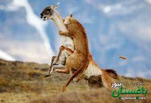 شاهکارهای عکاسی طبیعت در مرحلۀ نهایی جایزه عکاسی سونی | عکس