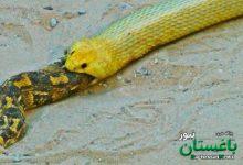 فرار مار خوش‌شانس از دهان کبرا به لطف نیروی جاذبه | ویدئو