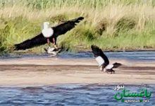 لحظه نجات جوجه غاز از چنگال عقاب! | ویدئو