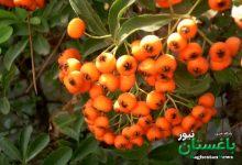 میوه‌ای کوچک و قرمز با خواص درمانی معجزه گر برای بدن!