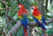 طوطی‌های برزیلی