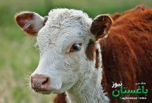 گوساله - حیوان گاو