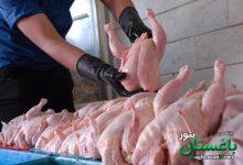 تولید مرغ