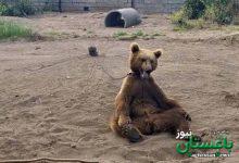 خرس قهوه‌ایی باغ وحش بابلسر
