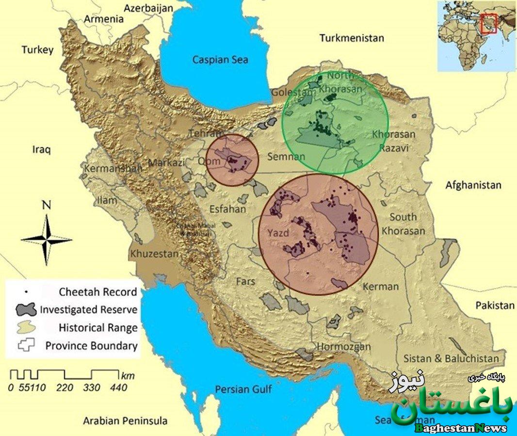 قصه ۳۰ سال حفاظت از سریعترین گربه ایرانی | رابطه یوزهای ایرانی و ۲۵ مازراتی چیست؟ + عکس های دیده نشده از یوزپلنگ در حوالی میدان ژاله سابق