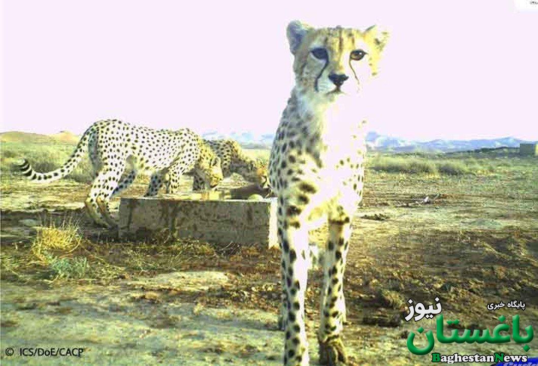 قصه ۳۰ سال حفاظت از سریعترین گربه ایرانی | رابطه یوزهای ایرانی و ۲۵ مازراتی چیست؟ + عکس های دیده نشده از یوزپلنگ در حوالی میدان ژاله سابق