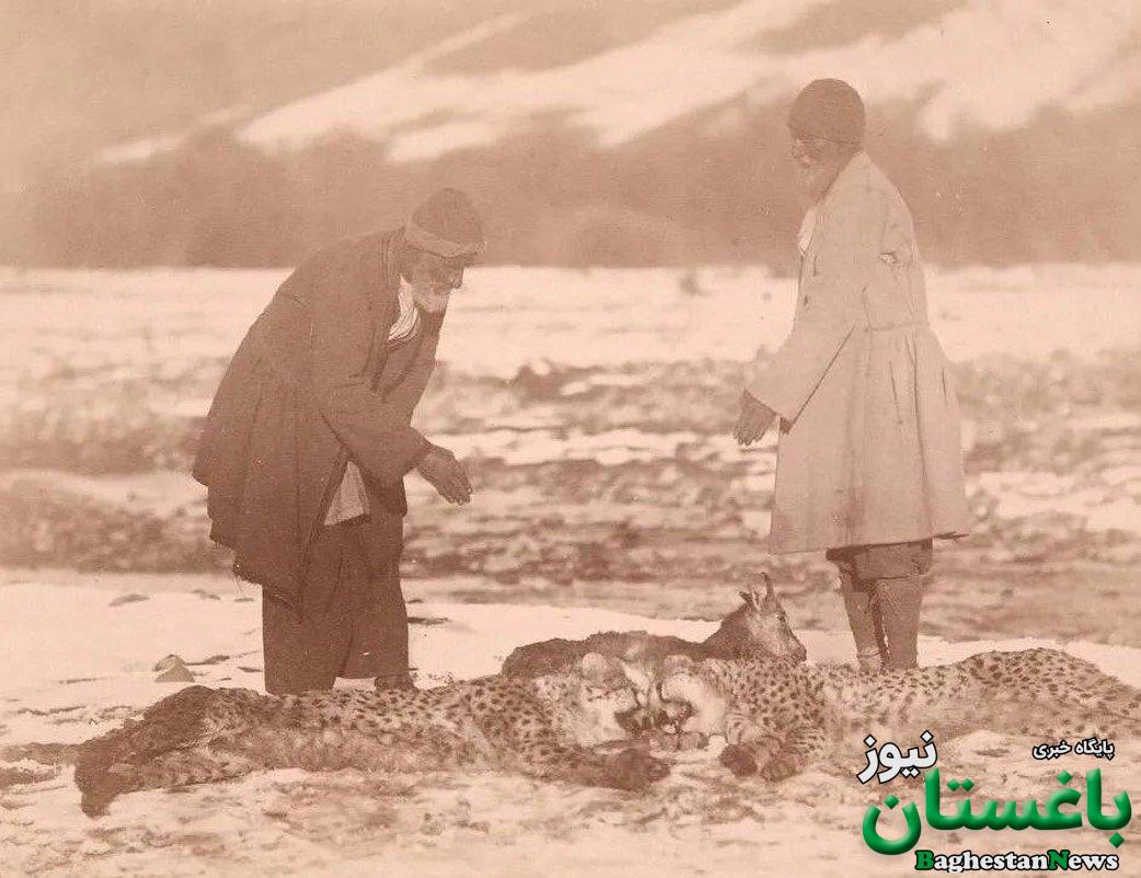 قصه ۳۰ سال حفاظت از سریعترین گربه ایرانی | رابطه یوزهای ایرانی و ۲۵ مازراتی چیست؟ + عکس های دیده نشده از یوزپلنگ در حوالی میدان ژاله سابق