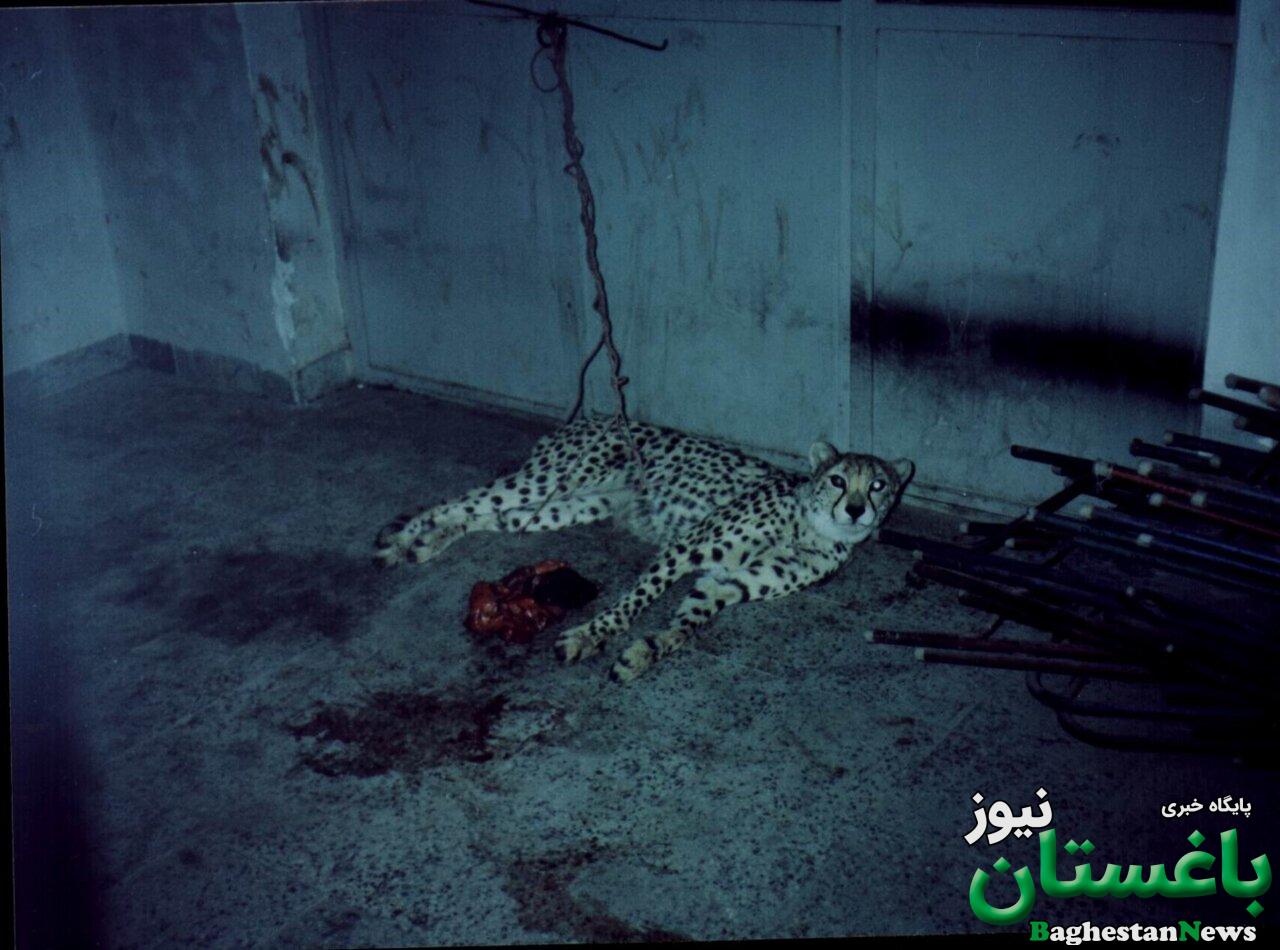قصه ۳۰ سال حفاظت از سریعترین گربه ایرانی | رابطه یوزهای ایرانی و ۲۵ مازراتی چیست؟ + عکس های دیده نشده از یوزپلنگ در حوالی میدان ژاله سابق