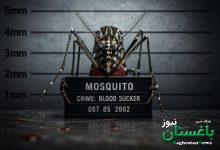 پشه