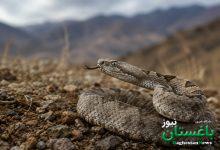 مارگزیدگی