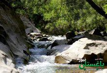 چال ماهی