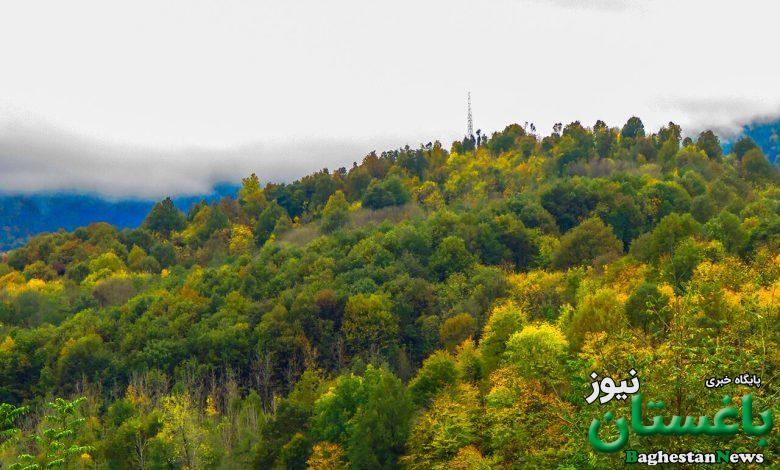 جنگلداری نوین به نتیجه نرسید | گره اصلی طرح کجاست؟