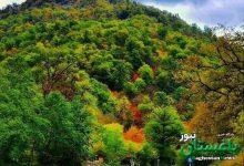 شلوغ‌کاری مجازی برای میراث زنده جهانی | سه مسئول ارشد به حاشیه‌سازی‌ها پاسخ دادند | پارک ملی گلستان تکه‌تکه می‌شود؟