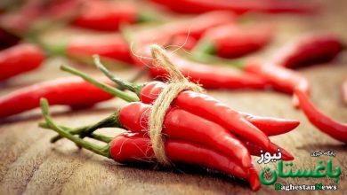 Chili red pepper - فلفل قرمز - چیلی