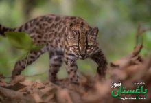 گربه جدید در بولیوی